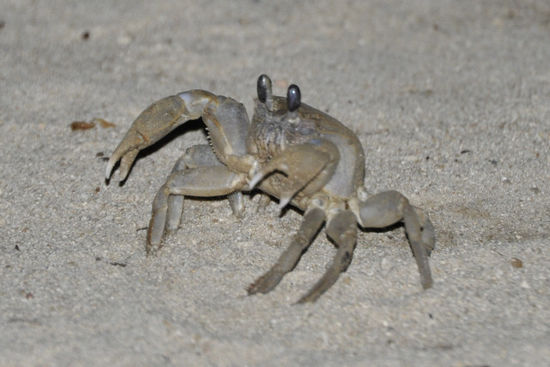 War auch besser so, da sich am Strand in der Nacht allerlei Getier herumtreibt.