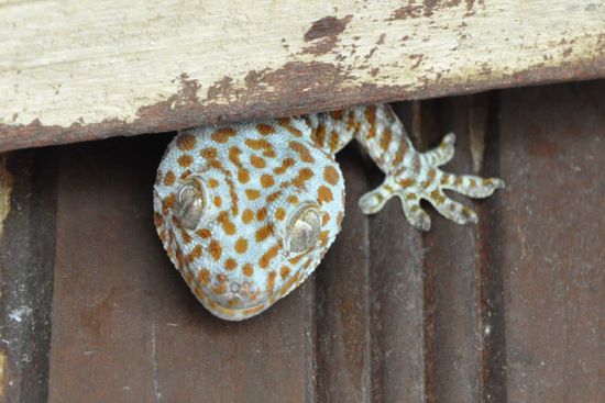 ...eigenes Haustier auf der Terrasse...