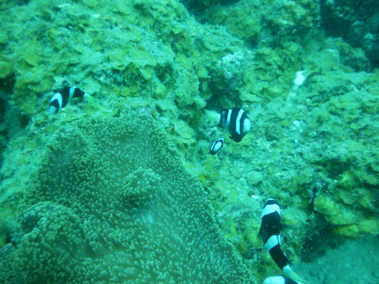 Hier noch ein Unterwasserbild mit leichtem Grünstich (das sind Nemos...). Die Kamera haben wir noch nicht ganz im Griff, wird aber bestimmt noch!