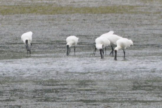 Royal Spoonbill - der hat so einen löffelartigen Schnabel mit dem er seine Nahrung aus dem Wasser herauslöffelt.