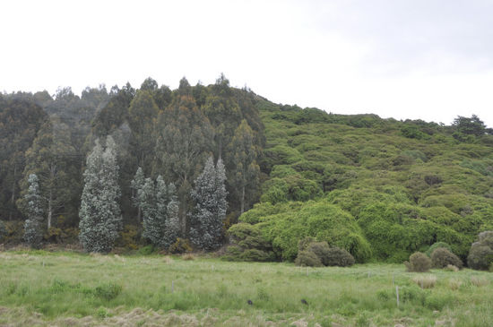 Der Unterschied zwischen einer Plantage (links) und dem native Forest Neuseelands (rechts).