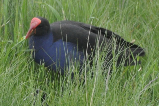 Pukeko - hat so ein rotes Ding auf der Nase mit Zeichnungen drauf die aussehen wie geschnitzt.