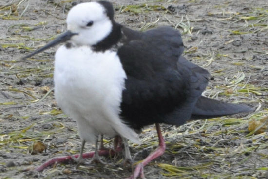 Pied Stilt - hier sieht man 8 Füße (die 4 kleinen gehören den Küken die unter dem Vogel versteckt ist)