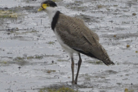 Spur-winged Plover - das ist ein ganz arger Vogel der alles angreift was ihm zu nahe kommt. Angeblich schreckt der auch vor Flugzeugen nicht zurück.