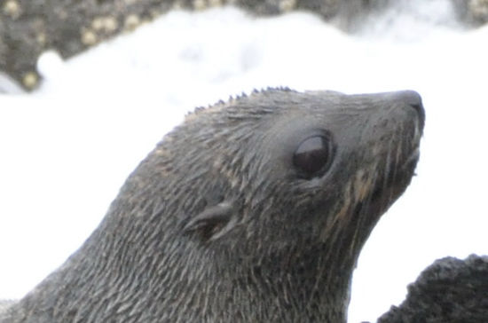 Pelzrobben haben ein unglaublich dichtes Fell (20.000 Haare auf 1 Zentimeter). Dadurch wird ihre Haut auch im Wasser nie nass.
