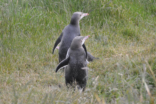Yellow-eyed-penguins!!!