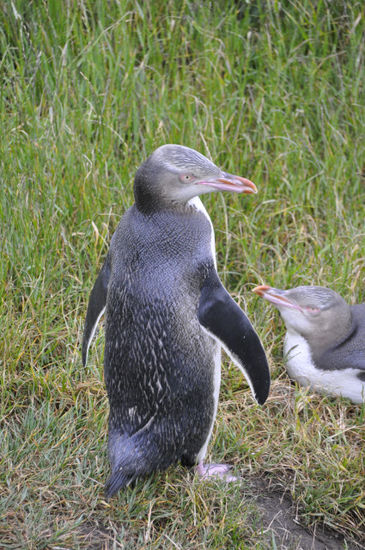 Diese Pinguine sind weltweit nur mehr sehr selten. Tagsüber sind sie im Meer um Fische zu fangen, am Abend kehren sie an Land zurück um u.a. den Nachwuchs zu füttern.