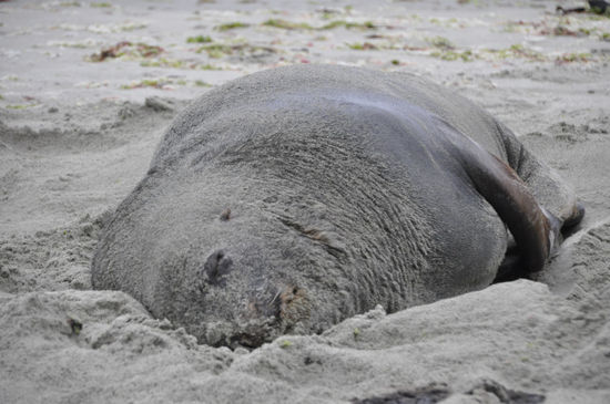Ja und dann hier - ein Seelöwe. Bis zu 400 kg schwer, 3m lang und beinahe fast ausgestorben in Neuseeland erholt sich der Bestand langsam wieder.