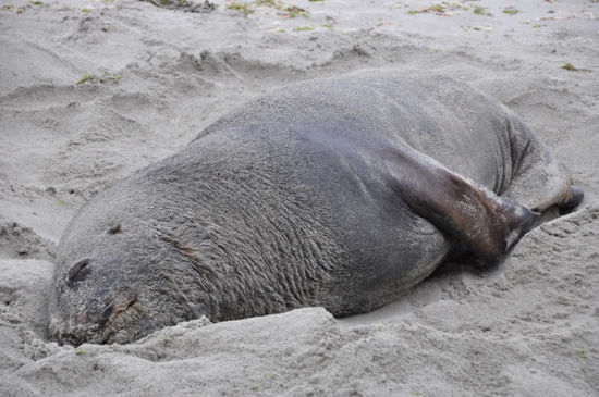 ...ist aber ein riesen Teil und kann wenn es sein muss gleich schnell laufen wie ein Mensch. Deshalb hat man uns eingebläut nie zwischen einen Seelöwen und das Meer zu geraten und die Tiere nie aus den Augen zu lassen.