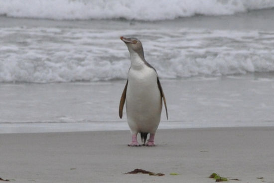 Und dann sind immer mehr Pinguine heimgekommen...