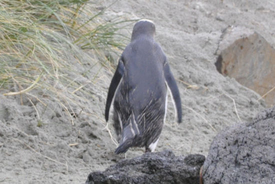 Am Rücken haben sie eine Öffnung wo Öl rauskommt mit dem sie sich ihre Federn einschmieren und wasserdicht machen. Je älter der Pinguin, desto weiter wandert das Loch am Rücken nach unten.