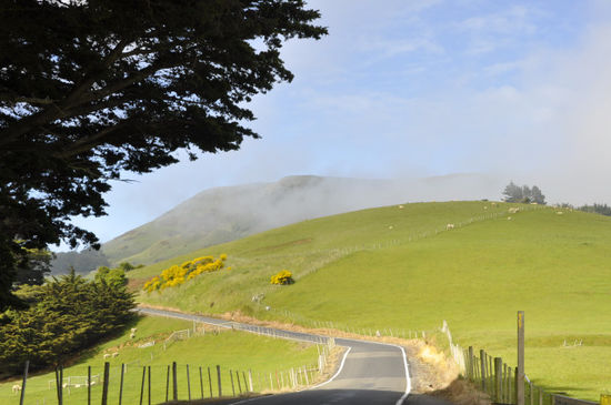Die Otago-Halbinsel ist ein grünes Paradies.
