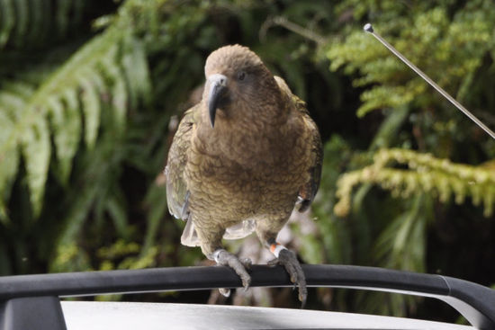 Ein Kea, der sich hier am Parkplatz herumgetrieben hat.