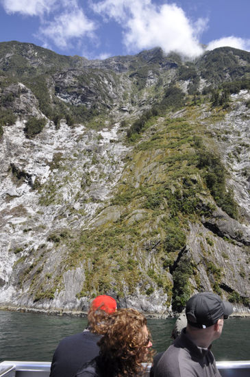 Hier sieht man eine sogenannte Baumlawine. Ein Baum löst sich, fällt herunter und nimmt dabei eine ganze Schneise von anderen Bäumen mit.