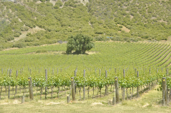 Weiterfahrt durch Weinberge...