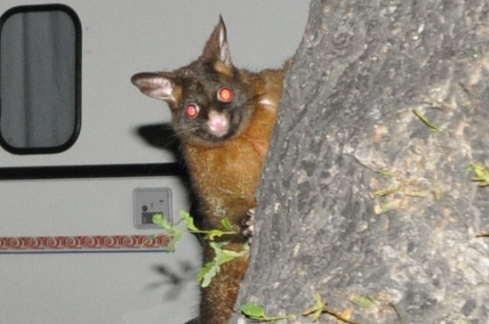 Wir haben ihn gesehen!!! Einen Fuchskusu oder besser: possum!