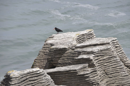 Ein oystercatcher! Schön langsam werden wir echte Vogelexperten!