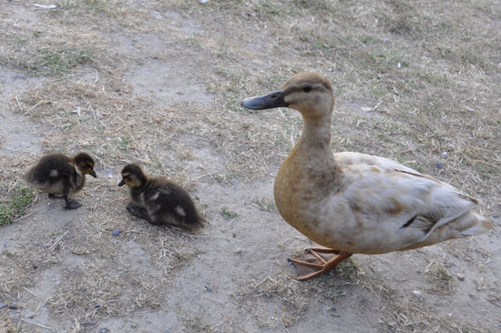 Eine Entenfamilie am Campingplatz.