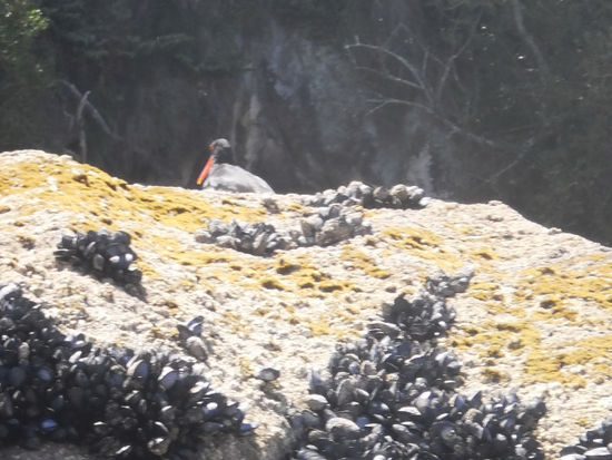 Viele Muscheln fertig zum ernten!
