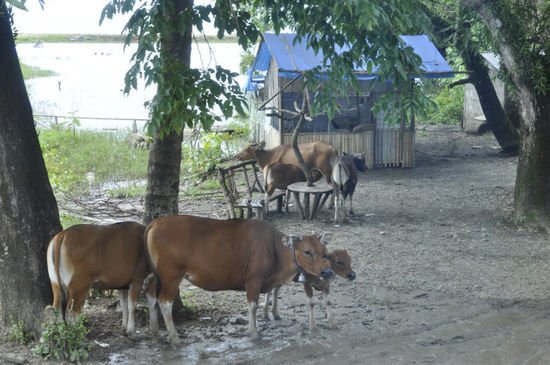 Und dann gings auch schon los! Flug von Bali nach Makassar auf Sulawesi und 10 Stunden Busfahrt nach Toraja.