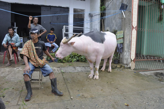 1. Tag in Toraja: Besuch des örtlichen Viehmarktes. Hier werden Büffel und Schweine für die Begräbniszeremonien gehandelt. Diese Albinobüffel hier sind schweineteuer, der hier kostet ca. 20.000 Euro!!!