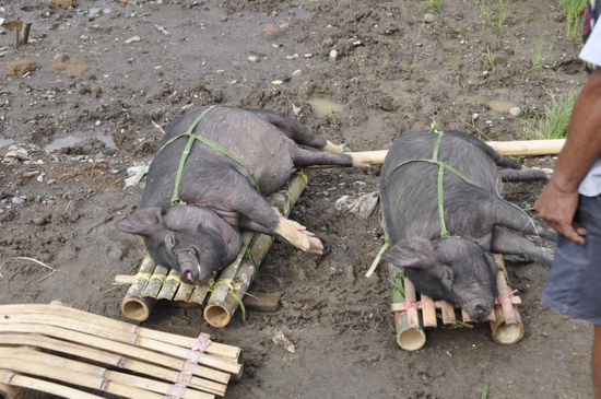 Das war hart anzuschauen. Die Tiere werden an Bambuspfähle gefesselt und können sich nicht bewegen...