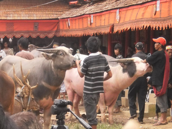 Den Slaughtering Day wo den Tieren die Kehle durchgeschnitten wird und der Todeskampf bis zu 20min dauert und die ganze Arena blutrot gefärbt ist, haben wir uns übrigens erspart. Das Ganze war auch so schon unglaublich irreal mitzuerleben...