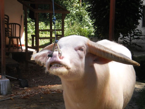 Ein weiterer 20.000 Euro Büffel. Für den Besitzer ist das, wie im Lotto gewonnen zu haben. Die Tiere werden übrigens so angebunden damit ihre Nackenmuskeln für die Büffelkämpfe gestärkt werden...