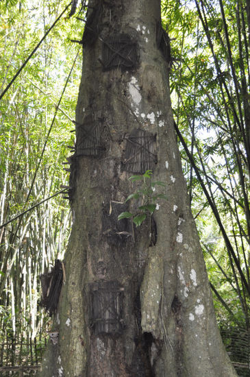 Verstorbene Babys werden in einem Baum stehend heimlich begraben. So erspart man sich eine teure Zeremonie...