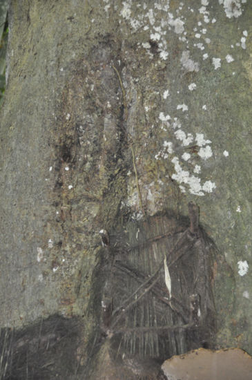 Das Loch im Baum wächst mit der Zeit zu (wie hier oben im Bild); so "lebt" das Kind mit dem Baum weiter...