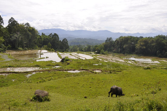 1 Tag lang sind wir durch die Berge und Reisfelder von Toraja gewandert.
