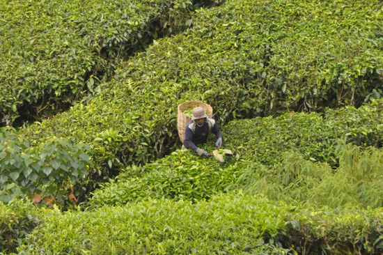 Dazwischen immer mal Arbeiter aus Bangladesh oder Indien, die für umgerechnet 5 Cent pro Kilo schuften.