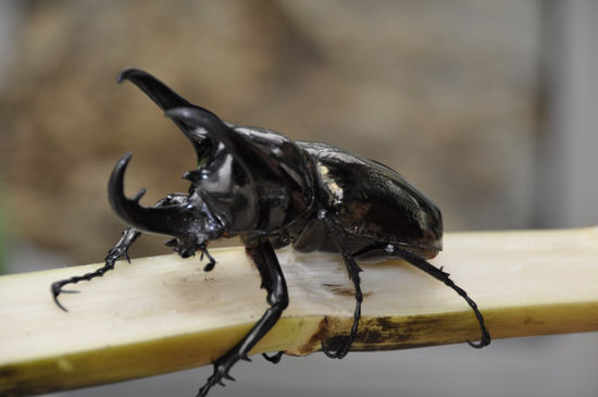Weitere Insekten gab's dann zum Liebhaben. Darunter u.a. ein Nashornkäfer