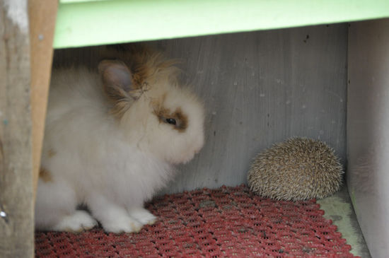 TATATATA: Kanninchen!!! und Igel in Wohngemeinschaft (in memoriam Pamela und Oliver )