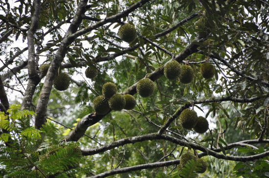 Durians (oder auch Stinkfrüchte genannt) - einer der besten Einnahmequellen von den Natives