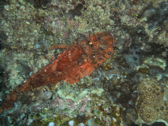 Skorpionfisch