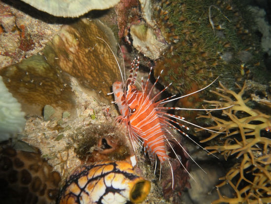 Lionfish