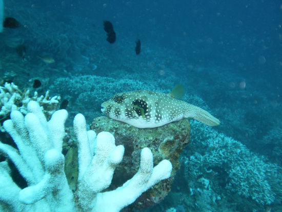 Kugelfisch