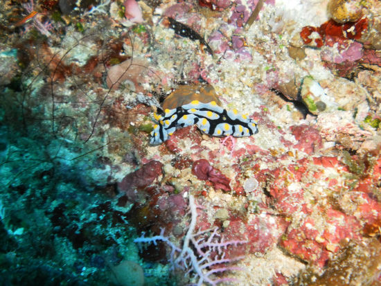 Nudibranch (Nacktschnecke)