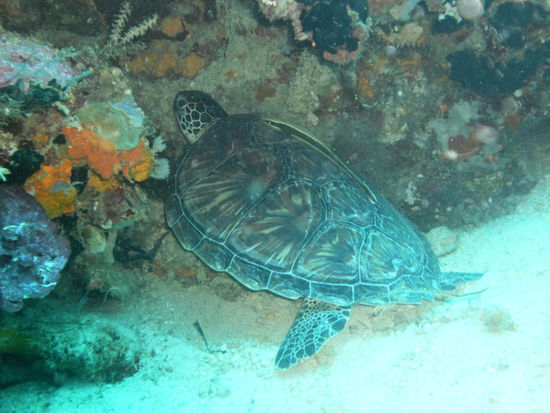 Schlafende Schildkröte