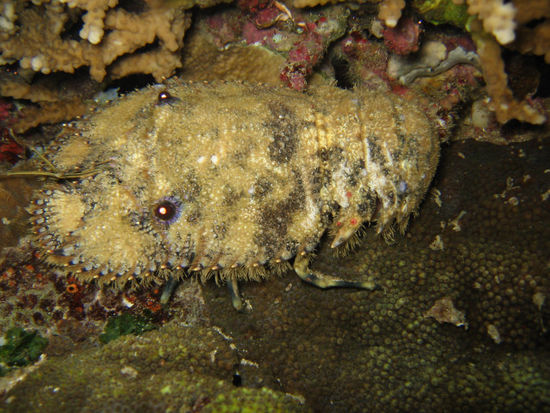 Rocklobster