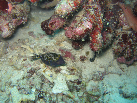 Boxfish mit 2 Schwanzflossen - das war die Sensation!