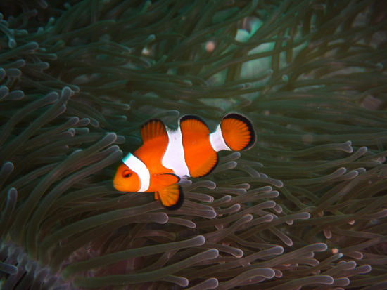 ein übernachtiger Nemo