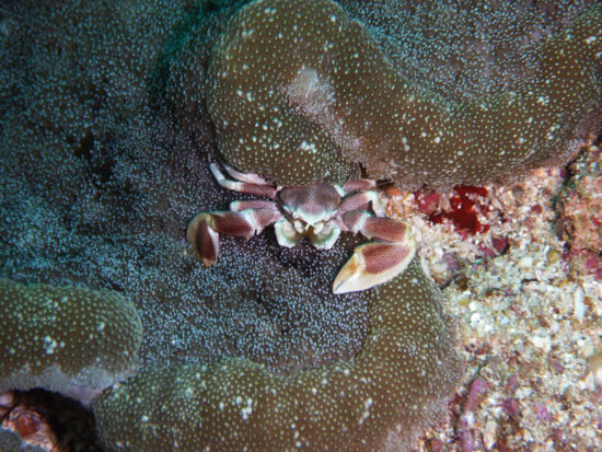 Porzellankrabbe