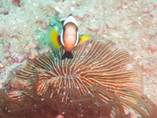 Kampflustiger Nemo