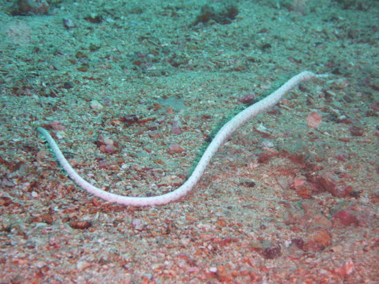 Pipefish - quasi fast ein Seepferdchen...