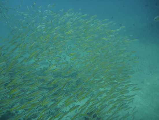 Wahnsinnig viele Fischschwärme