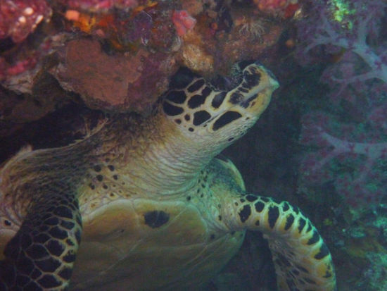 Schildkröten