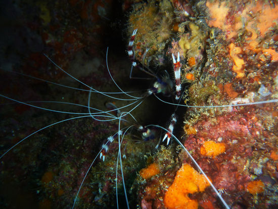 2 Boxershrimp