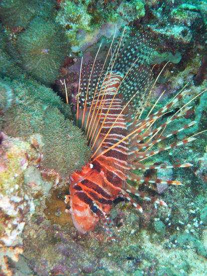 Lionfish